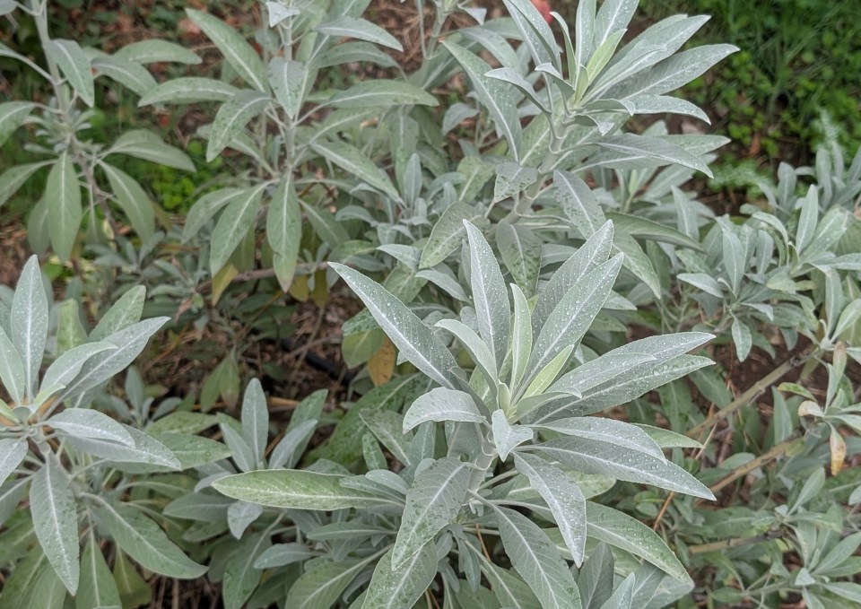 white sage